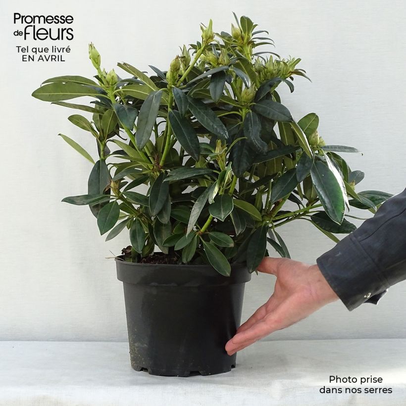 Example of Rhododendron yakushimanum Percy Wiseman Vaso da 3L/4L as you get in printemps