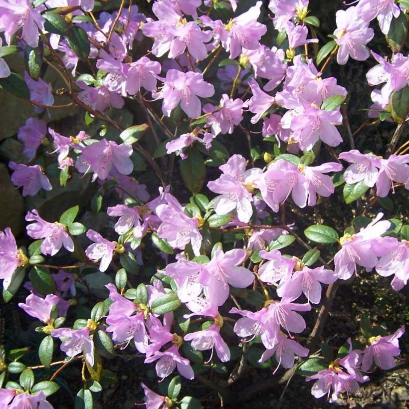Rhododendron Praecox (Fioritura)