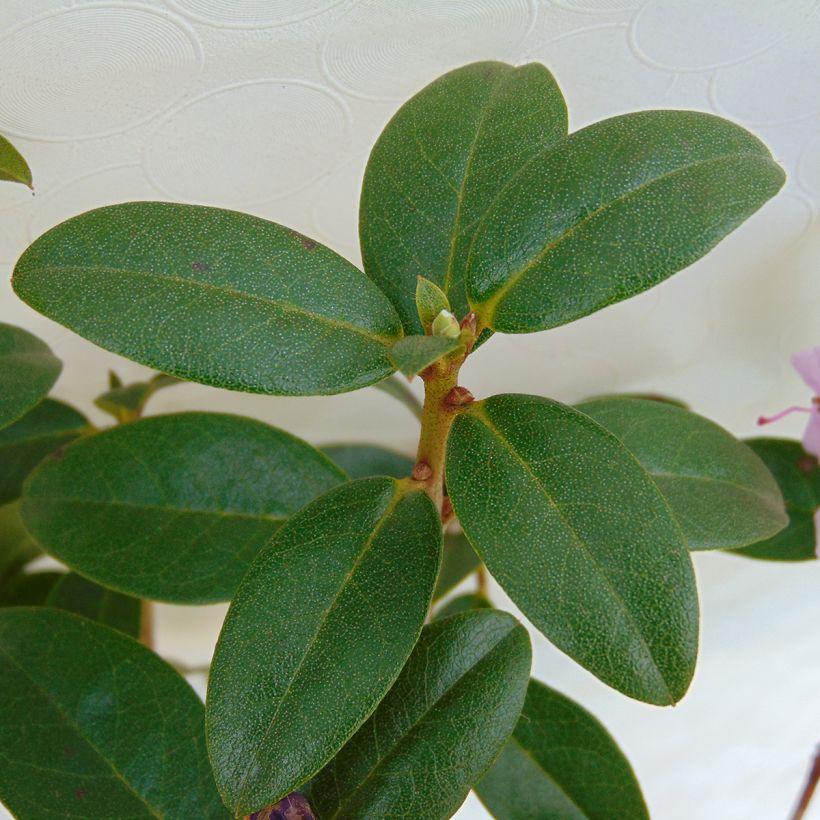 Rhododendron Praecox (Fogliame)
