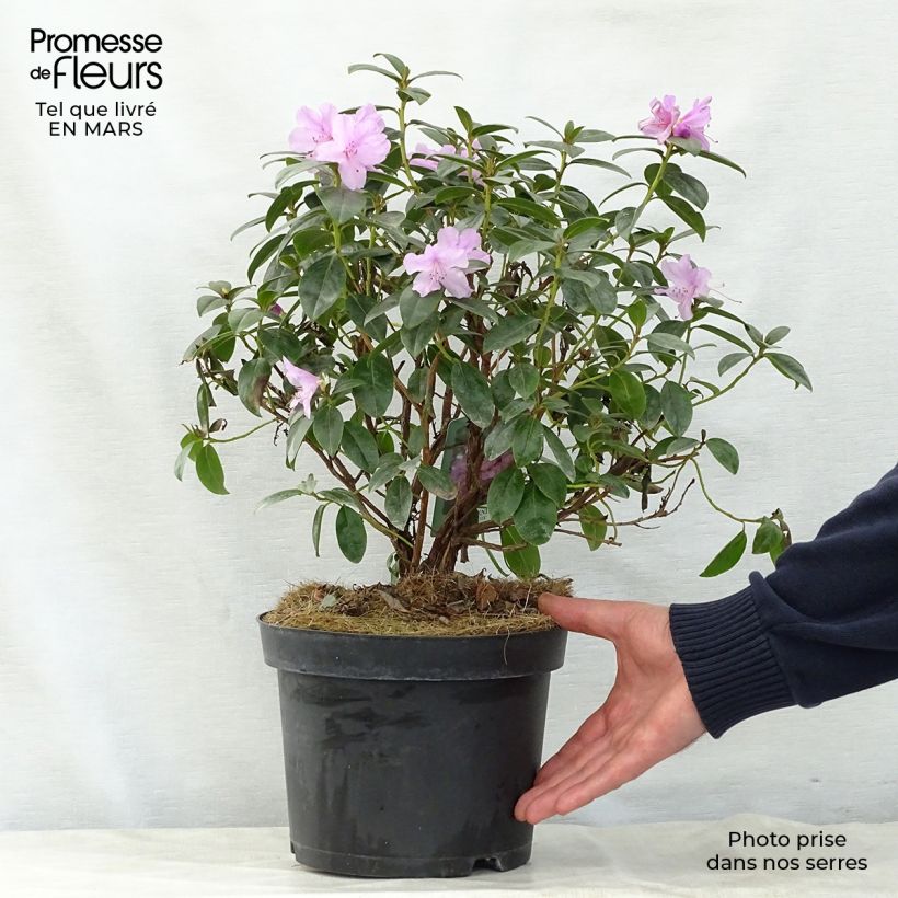 Rhododendron Praecox Vaso da 2L/3L esemplare consegnato in primavera