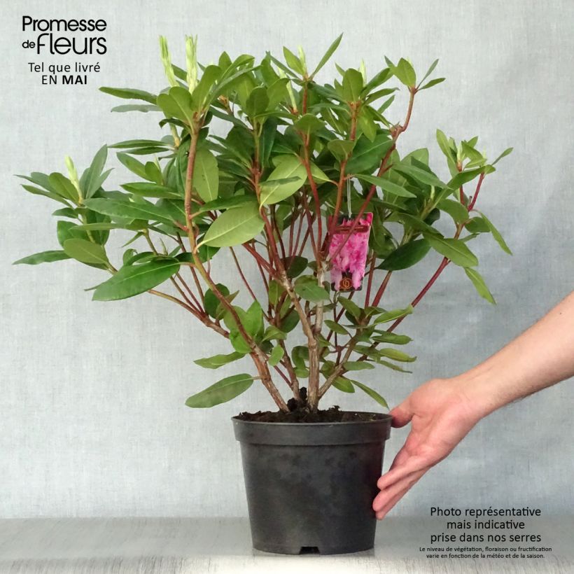 Example of Rhododendron catawbiense Roseum Elegans Vaso da 4L/5L as you get in printemps