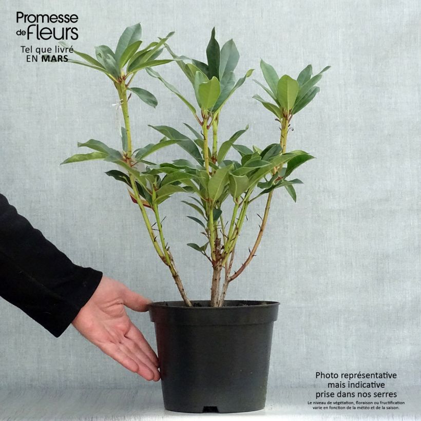 Rhododendron Sappho Vaso da 4L/5L esemplare consegnato in primavera