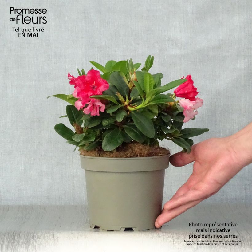 Rhododendron Scarlet Wonder Vaso da 2L/3L esemplare consegnato in primavera