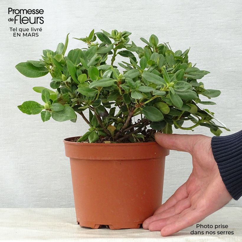 Rhododendron Shamrock Vaso da 2L/3L esemplare consegnato in primavera