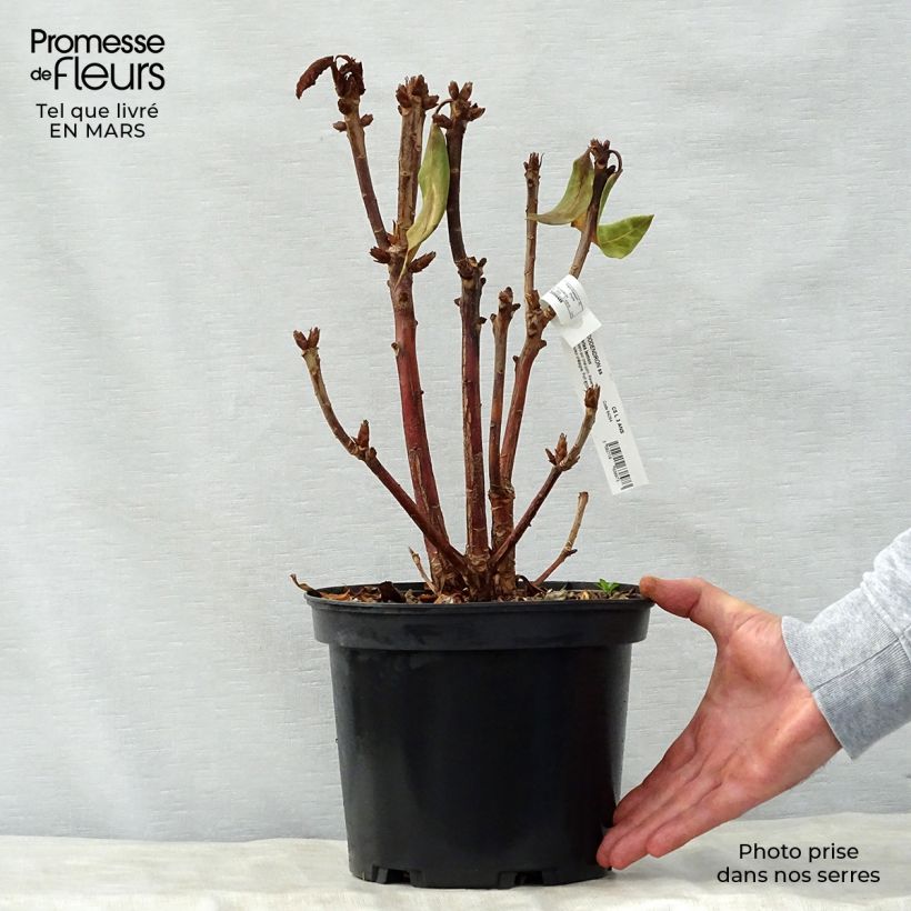 Rhododendron Sir Charles Lemon Vaso da 4L/5L esemplare consegnato in primavera