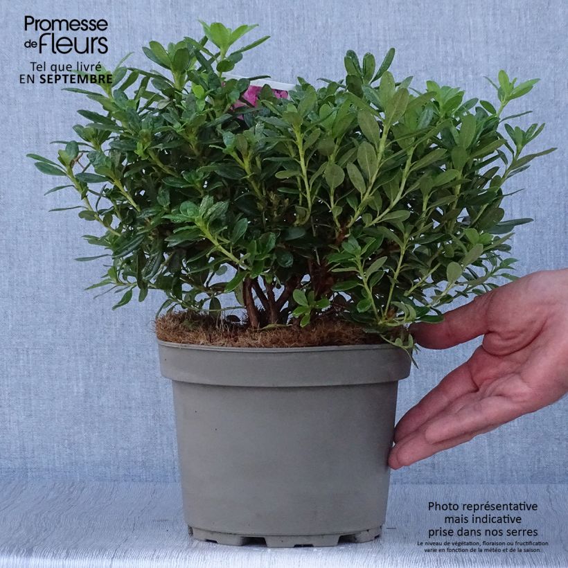Esemplare di Rhododendron Snipe Vaso da 2L/3L come consegnato in autunno