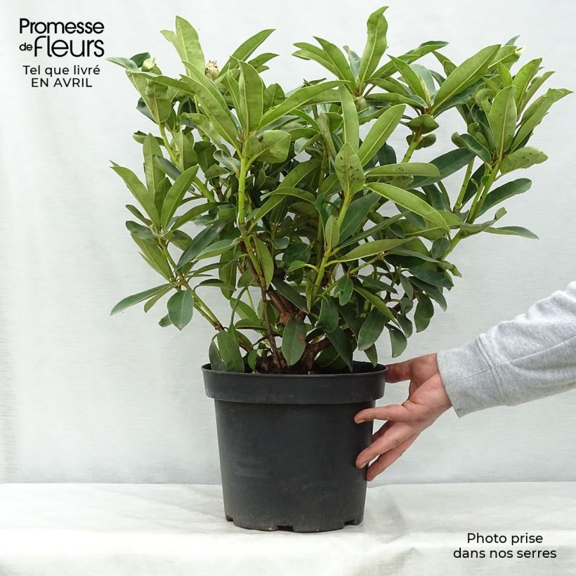 Rhododendron Wilgen's Ruby Vaso da 4L/5L esemplare consegnato in primavera