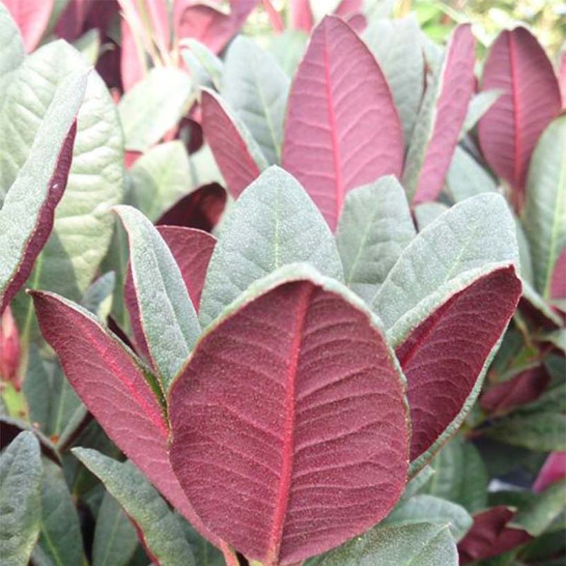 Rhododendron Wine & Roses (Fogliame)