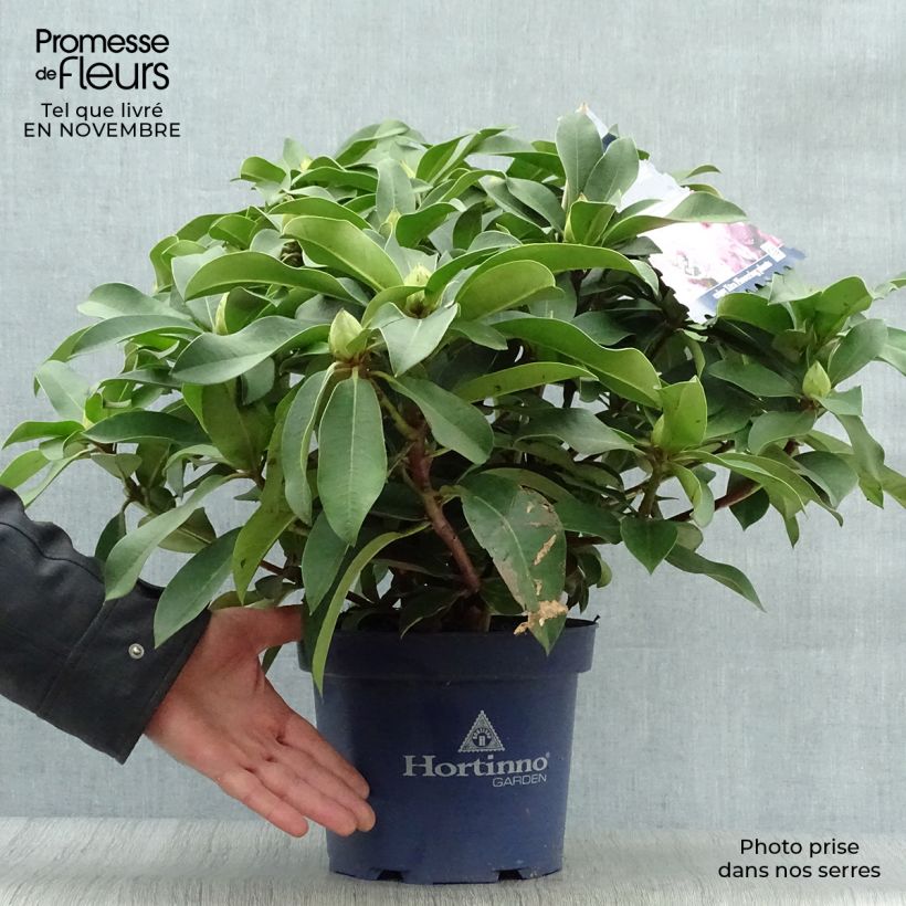 Esemplare di Rhododendron XXL Vaso da 2L/3L come consegnato in autunno