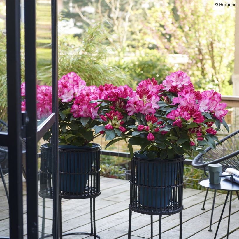 Rhododendron XXL (Porto)