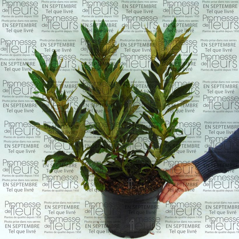 Esempio di esemplare Rhododendron arboreum subsp. arboreum - Rododendro arboreo Vaso da 12L/15L come consegnato