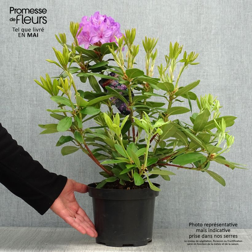 Rhododendron catawbiense Boursault Vaso da 4L/5L esemplare consegnato in primavera