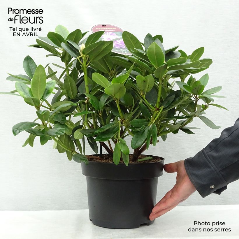 Example of Rhododendron catawbiense Grandiflorum Vaso da 4L/5L as you get in printemps