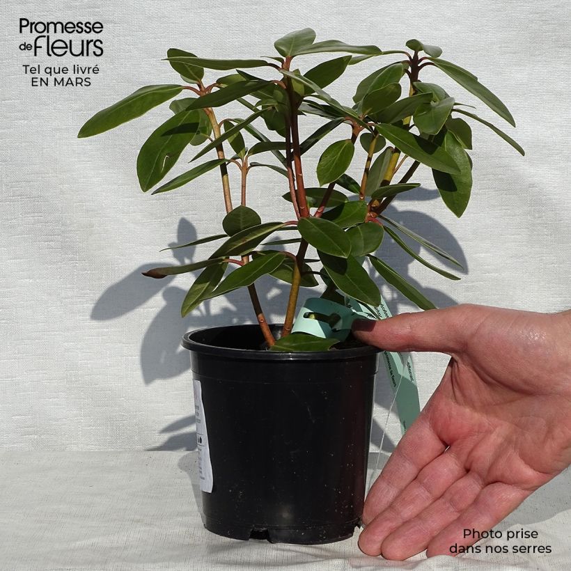 Example of Rhododendron catawbiense Grandiflorum Vaso da Ø 12 cm / 13 cm as you get in printemps