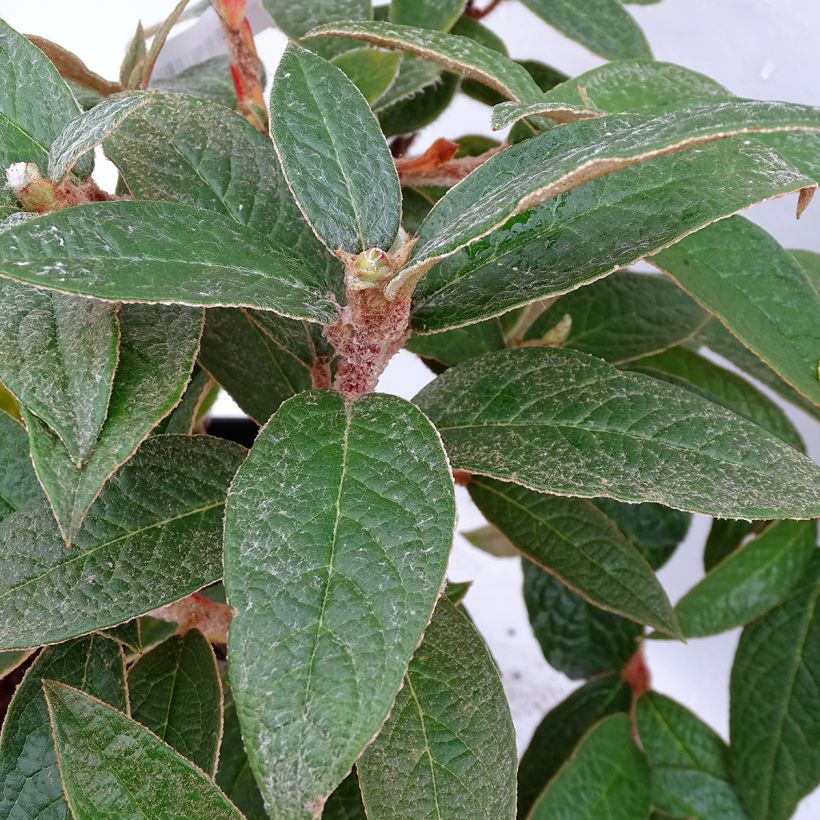 Rhododendron edgeworthii (Fogliame)