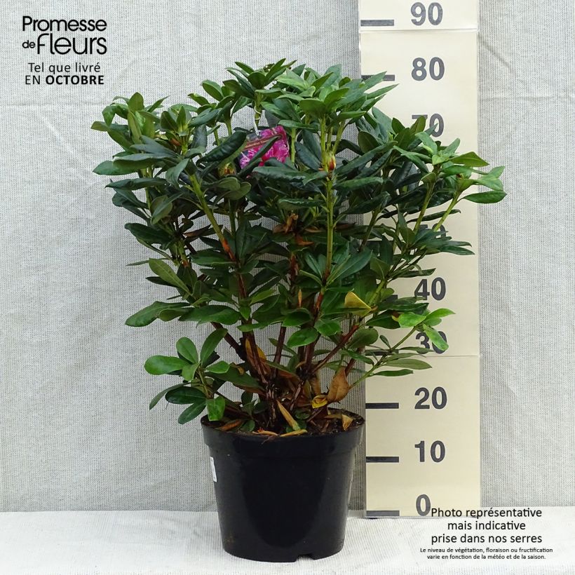 Esemplare di Rhododendron Cosmopolitan Vaso da 4L/5L come consegnato in autunno