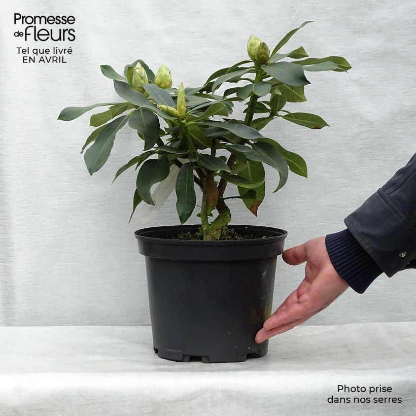 Rhododendron Janet Ward Vaso da 4L/5L esemplare consegnato in primavera
