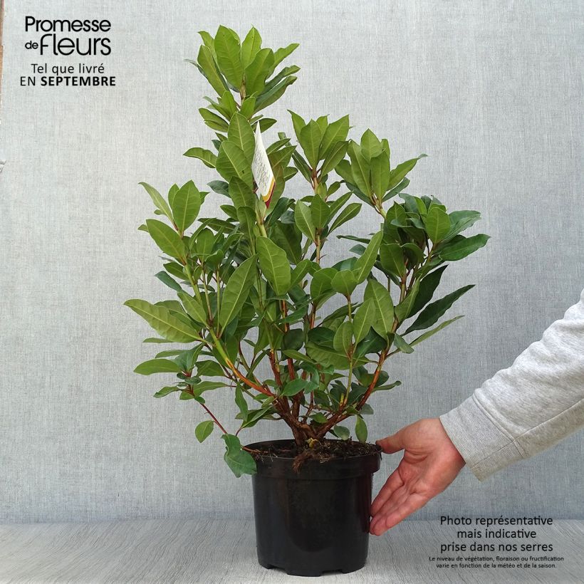 Esemplare di Rhododendron Lord Roberts Vaso da 4L/5L come consegnato in autunno