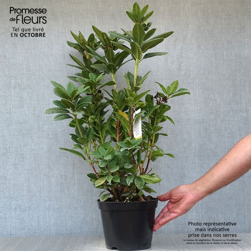 Esemplare di Rhododendron Rocket Vaso da 4L/5L come consegnato in autunno