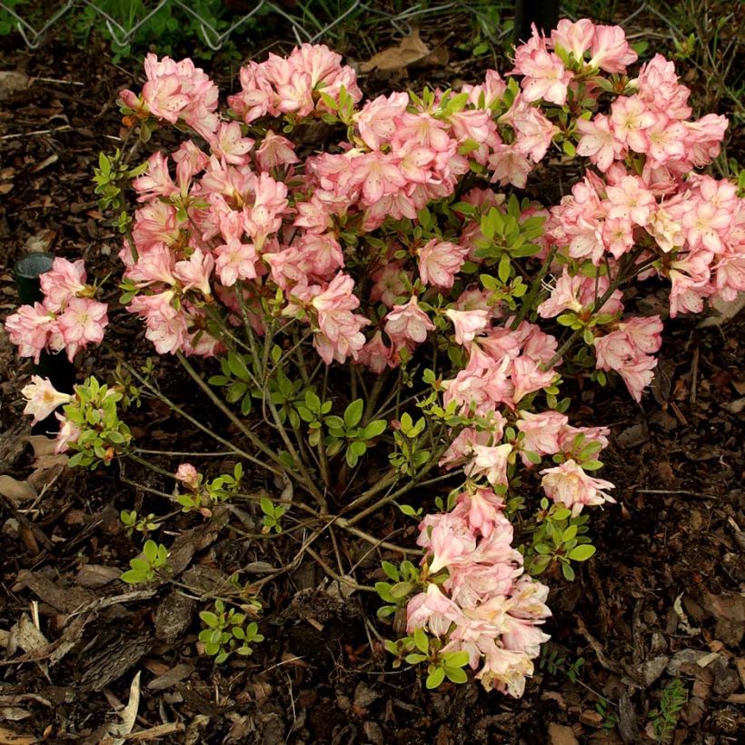 Azalea kaempferi Peggy Ann (Plant habit)