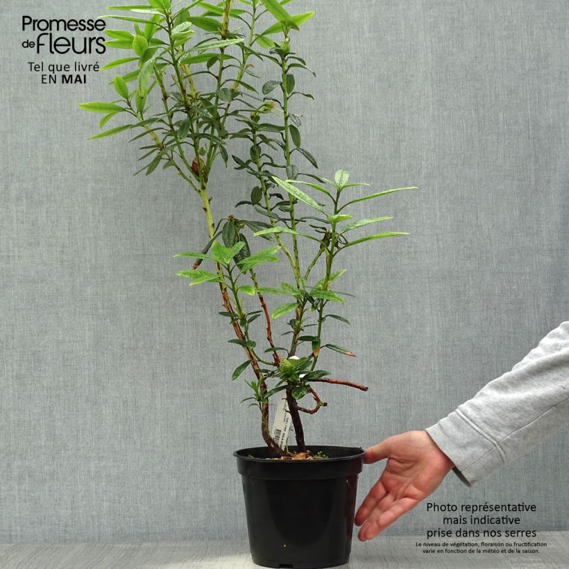 Example of Rhododendron lindleyi Vaso da 4L/5L as you get in printemps
