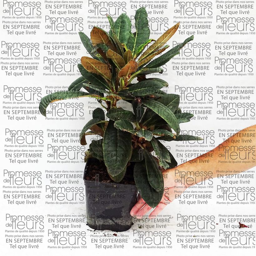 Esempio di esemplare Rhododendron rex - Rododendro regale Vaso da 3L/4L come consegnato