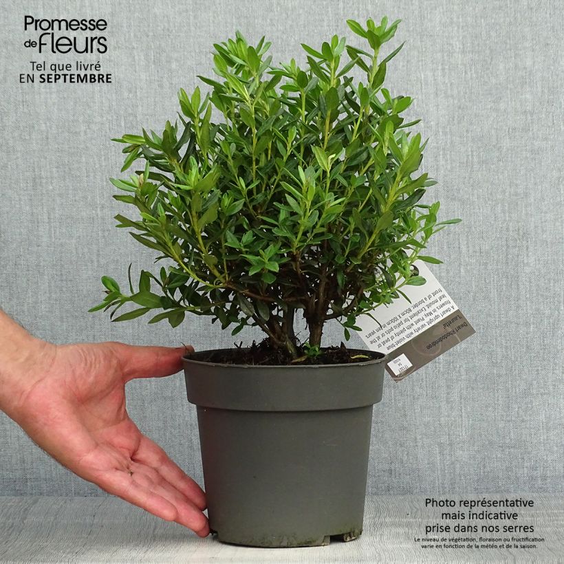 Esemplare di Rhododendron russatum Lauretta - Rhododendron nain Pot de 2L/3L come consegnato in autunno