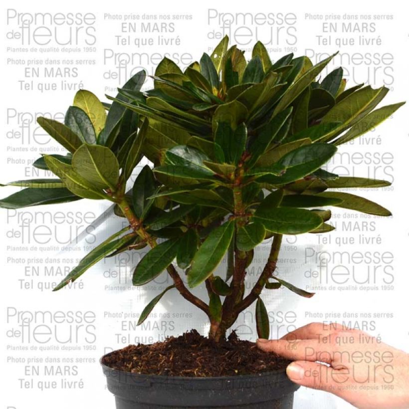 Esempio di esemplare Rhododendron Unique Marmalade Vaso da 4L/5L come consegnato