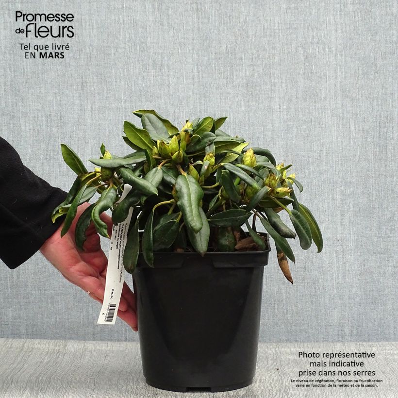 Example of Rhododendron yakushimanum Barbarella Vaso da 4L/5L as you get in printemps