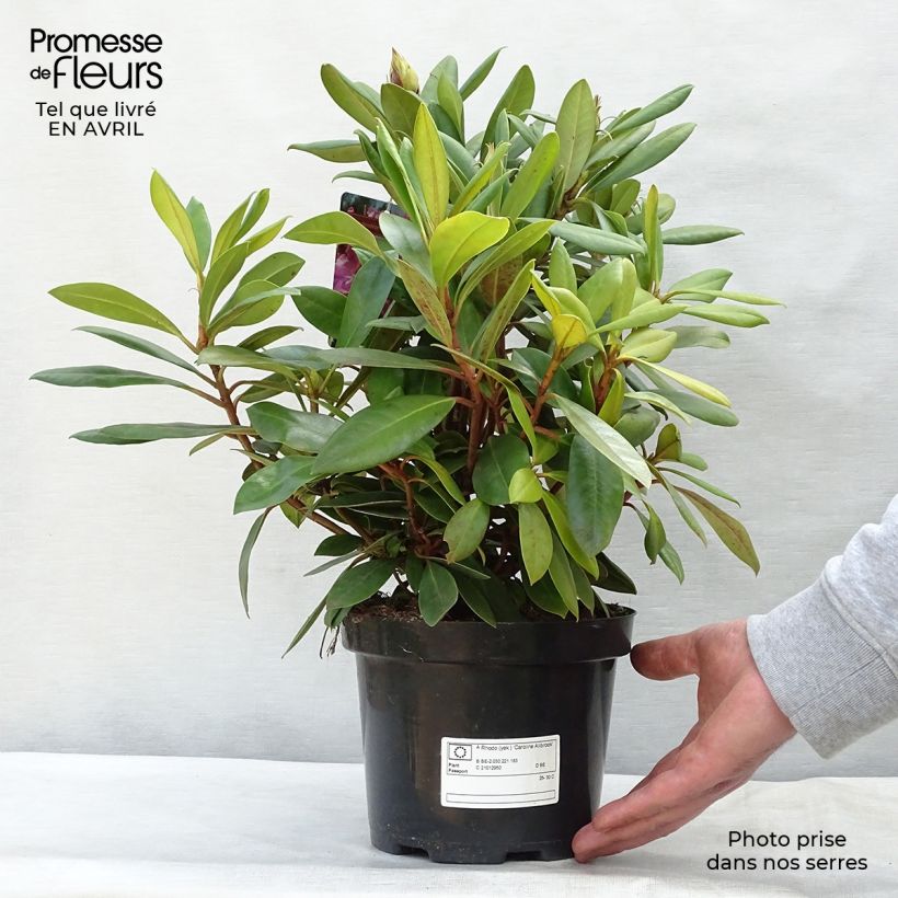 Example of Rhododendron yakushimanum Caroline Allbrook Vaso da 2L/3L as you get in printemps