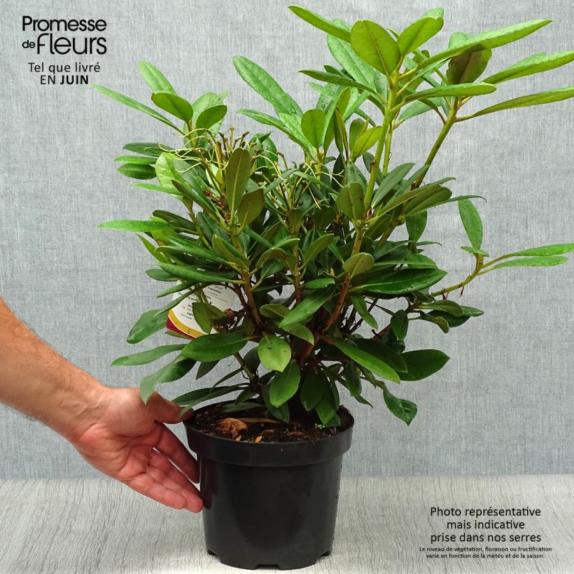 Esemplare di Rhododendron yakushimanum Caroline Allbrook Vaso da 2L/3L consegnato in estate