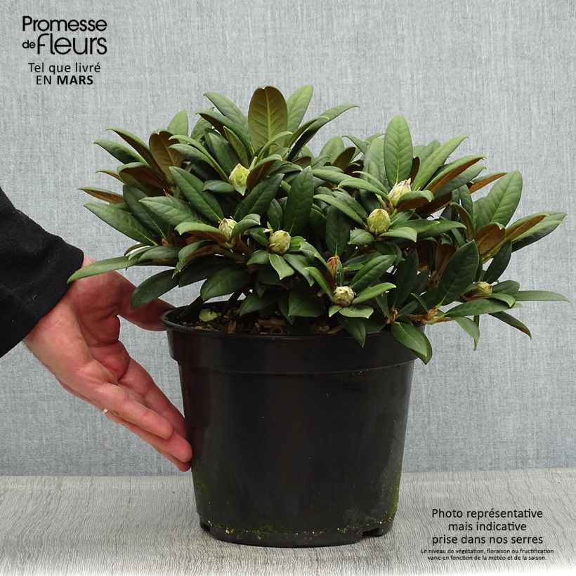 Rhododendron yakushimanum Grumpy Vaso da 3L/4L esemplare consegnato in primavera