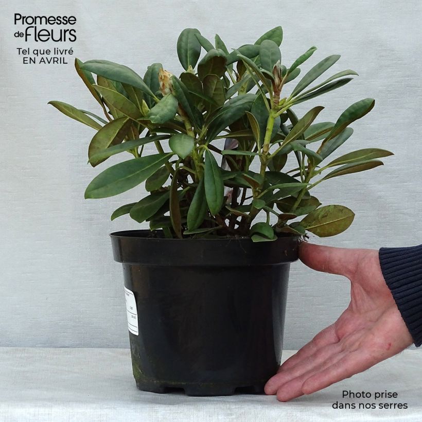 Example of Rhododendron yakushimanum Porzellan Vaso da 3L/4L as you get in printemps