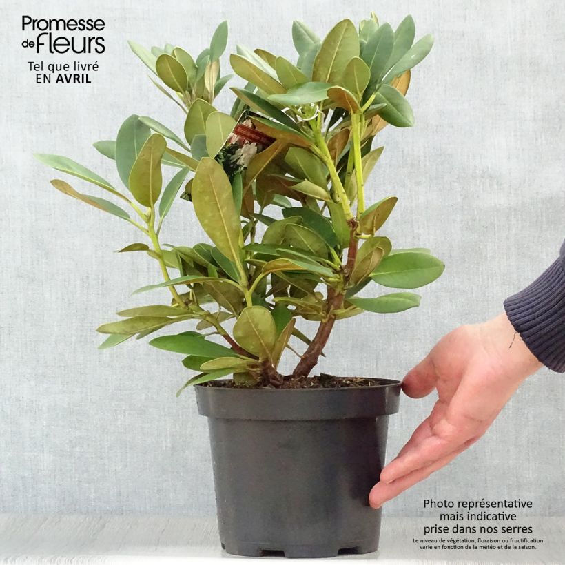 Rhododendron yakushimanum Silberwolke Vaso da 3L/4L esemplare consegnato in primavera