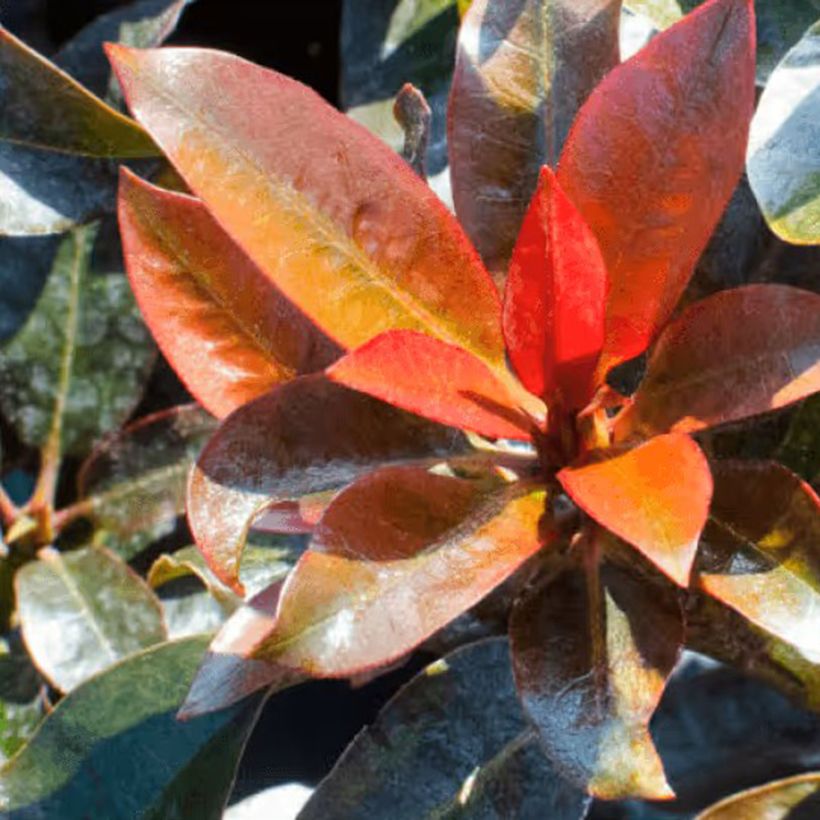 Rhododendron Choco & Pink (Fogliame)