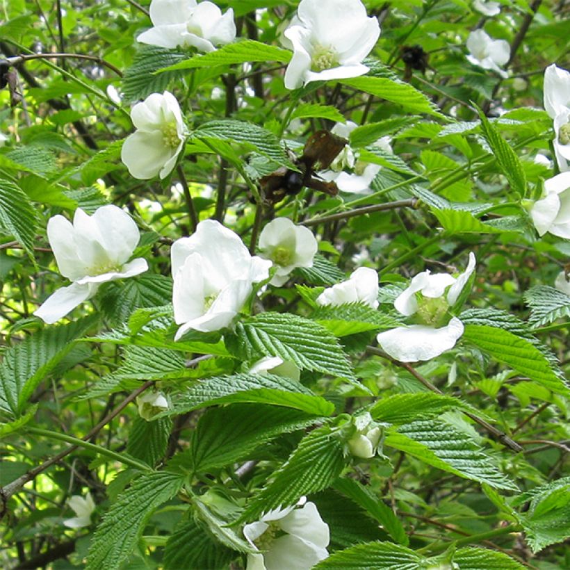 Rhodotypos scandens (Fioritura)
