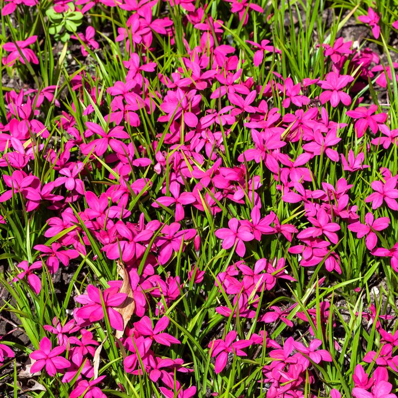 Rhodoxis Red Alert (Porto)