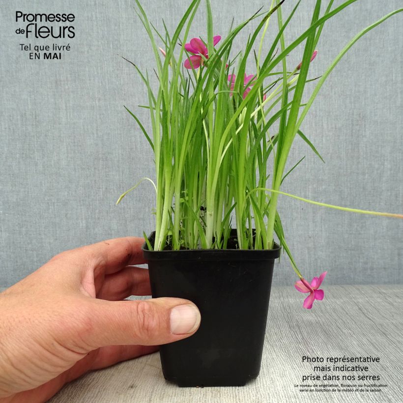Rhodohypoxis Beverly Vasetto da 8/9 cm esemplare consegnato in primavera