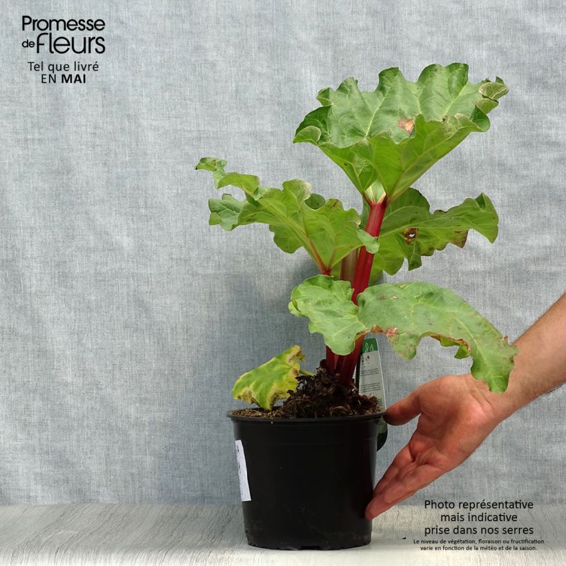 Rheum x hybridum Frambozen Rood - Rabarbaro Vaso da 2L/3L esemplare consegnato in primavera