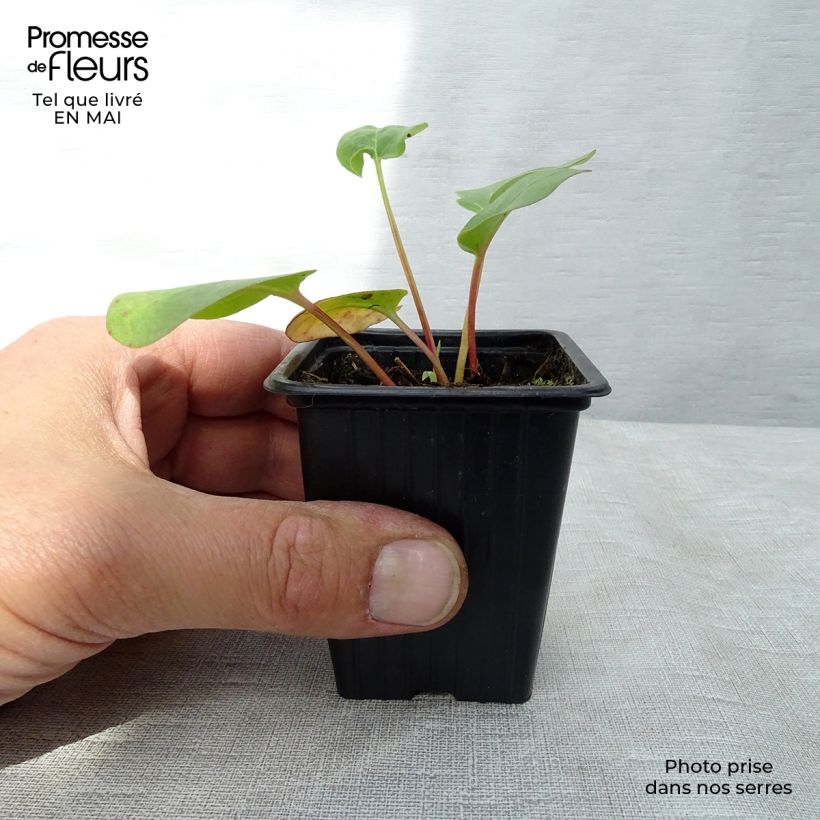Rheum rhaponticum - Rabarbaro Vasetto da 8/9 cm esemplare consegnato in primavera