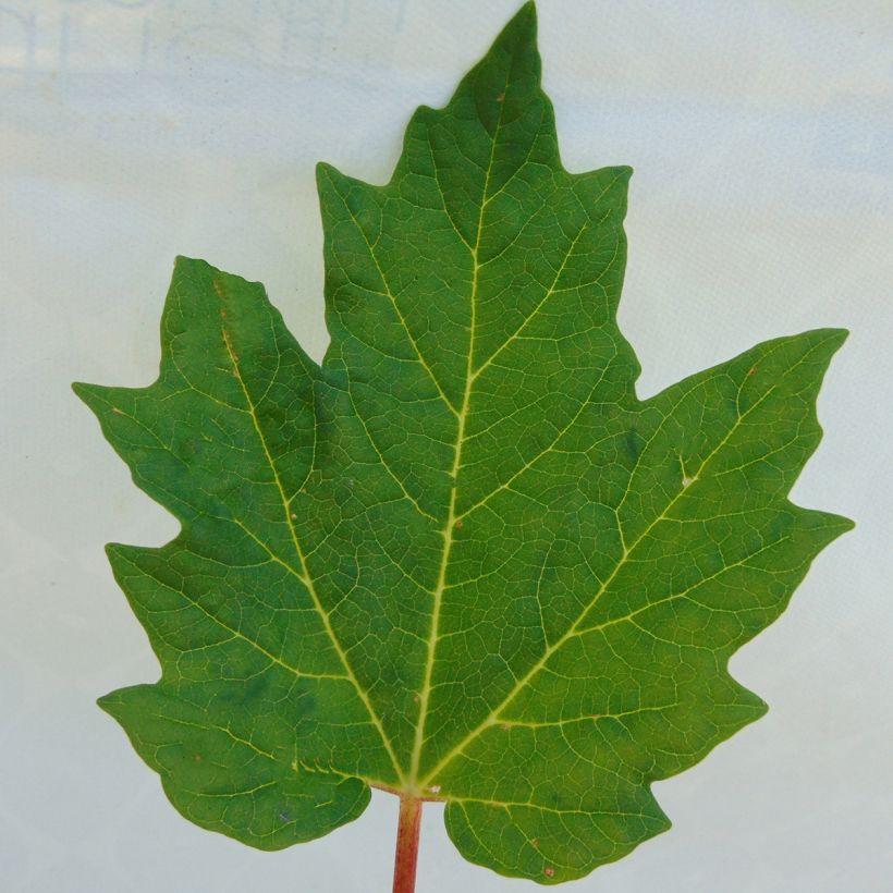 Rheum palmatum var. tanguticum - Rabarbaro palmato (Foliage)