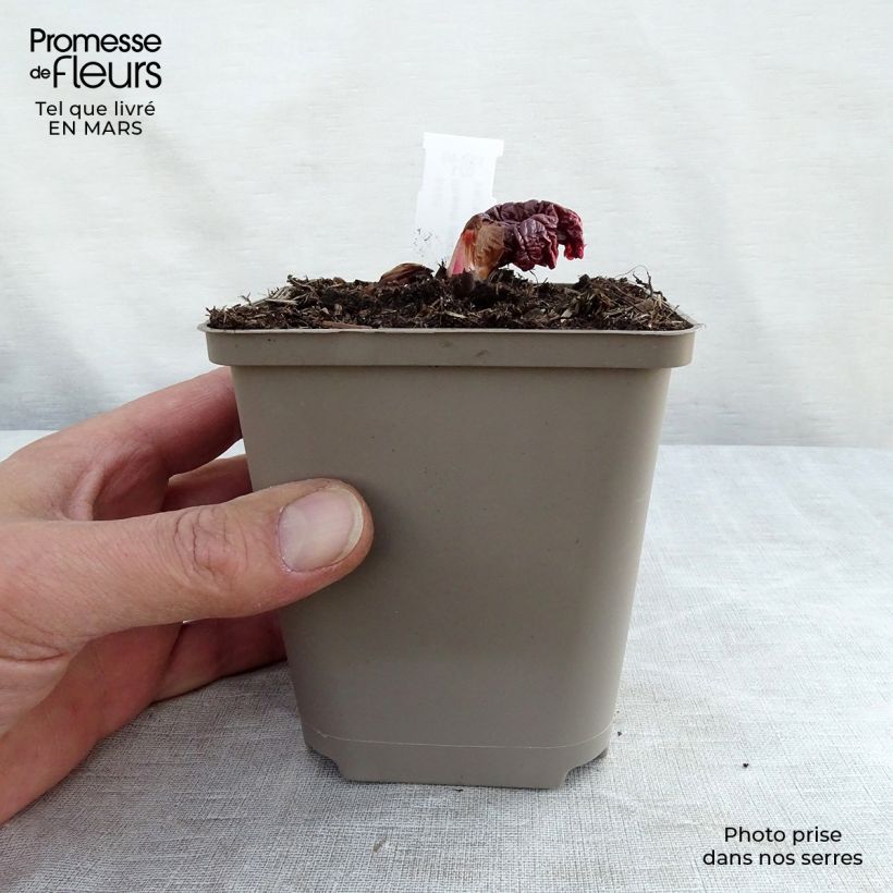 Example of Rheum palmatum var. tanguticum - Rabarbaro palmato Vasetto da 8/9 cm as you get in printemps