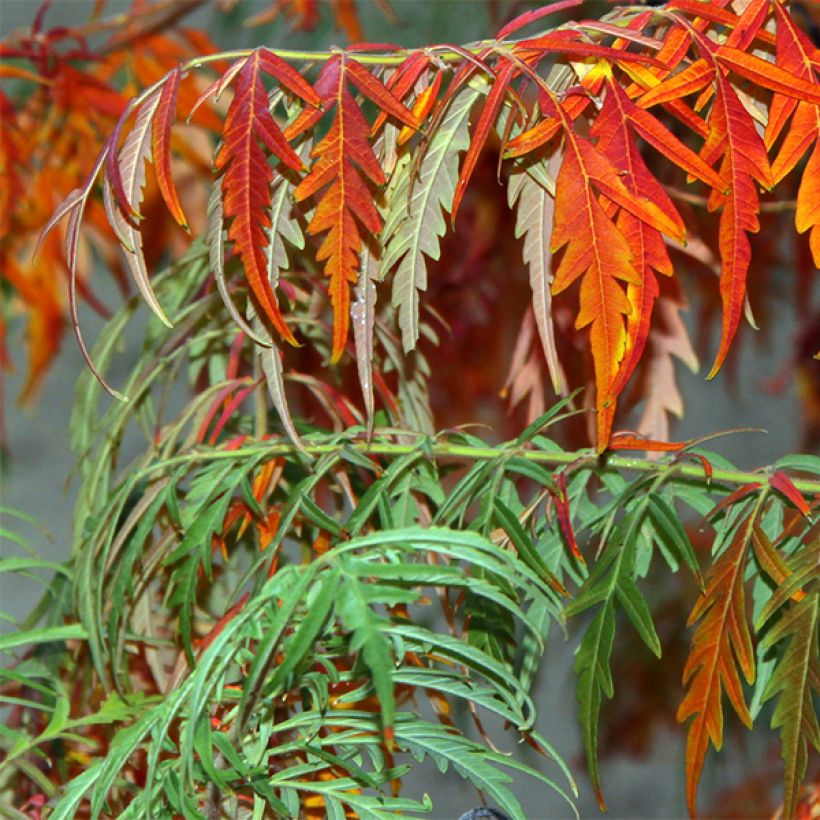 Rhus glabra Laciniata - Sommaco liscio (Fogliame)