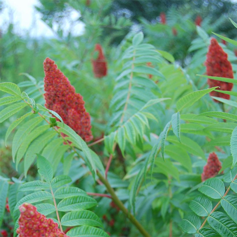 Rhus glabra Laciniata - Sommaco liscio (Fioritura)
