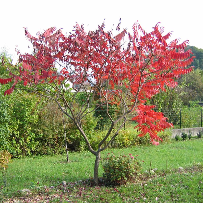 Rhus glabra Laciniata - Sommaco liscio (Porto)