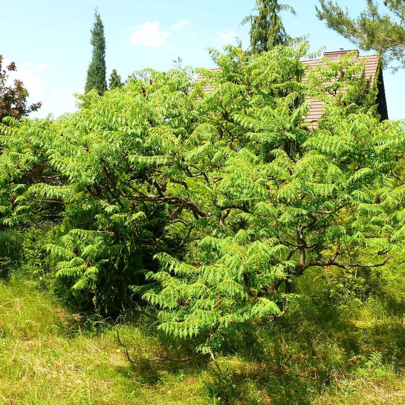 Rhus typhina Dissecta - Sommaco maggiore (Plant habit)