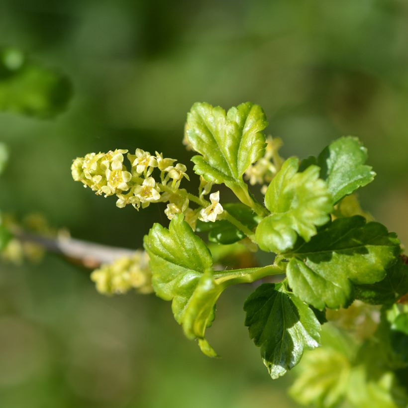 Ribes alpinum - Ribes alpino (Fioritura)