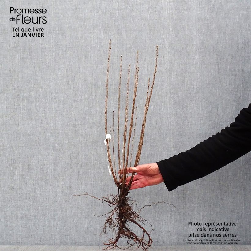 Ribes alpinum - Ribes alpino Piante piccole a radice nuda esemplare consegnato in inverno