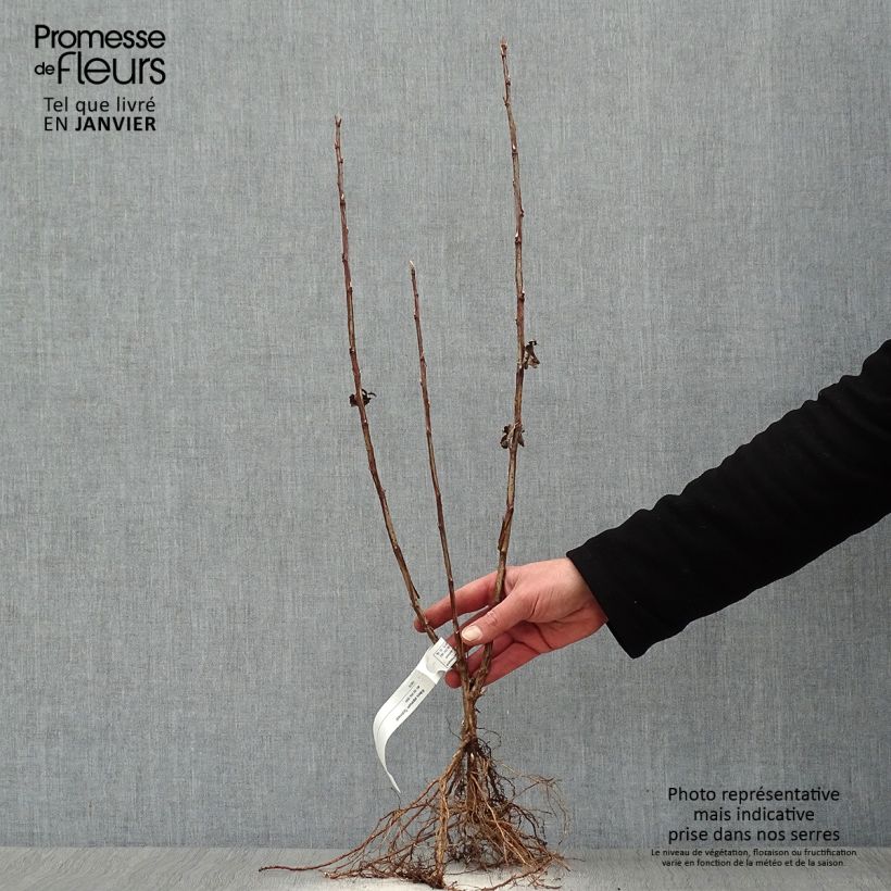 Ribes alpinum Schmidt - Ribes alpino Piante piccole a radice nuda esemplare consegnato in inverno