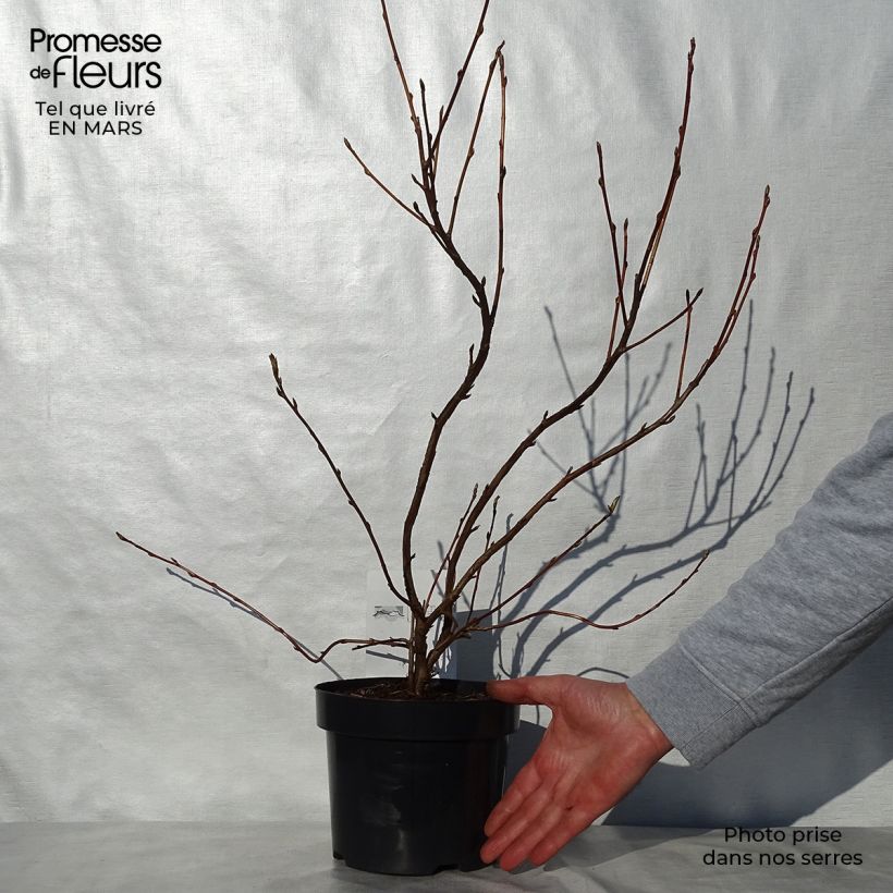 Example of Ribes gordonianum Vaso da 3L/4L as you get in printemps